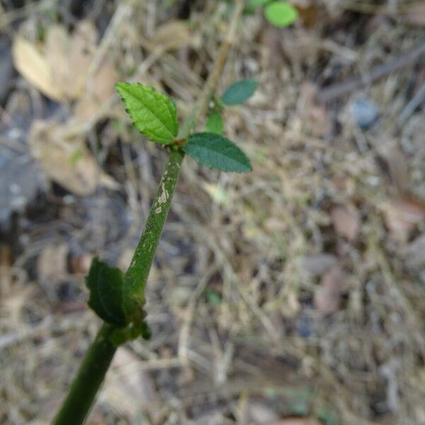 Triumfetta rhomboidea Folha