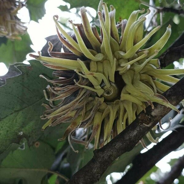 Quercus ithaburensis Fruit