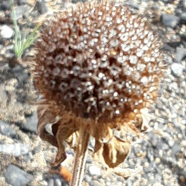 Monarda fistulosa Φρούτο