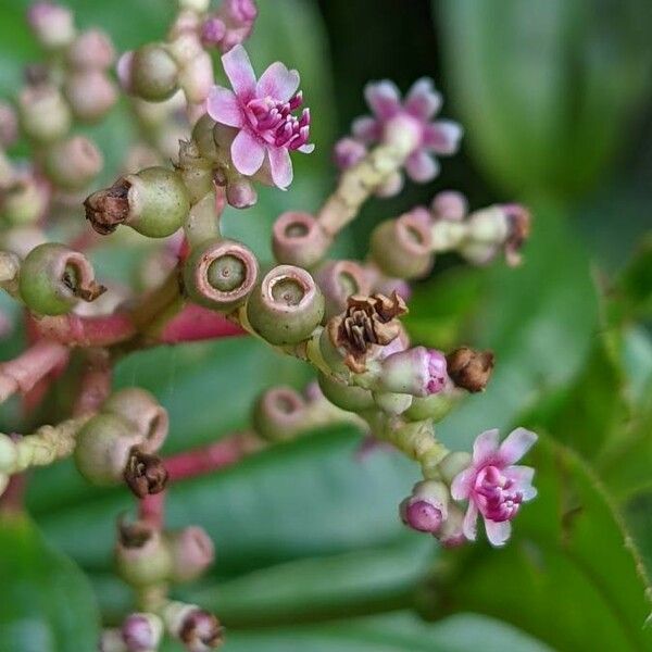 Miconia ciliata Flower