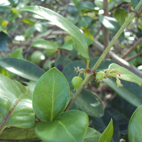 Chiococca alba Fruit