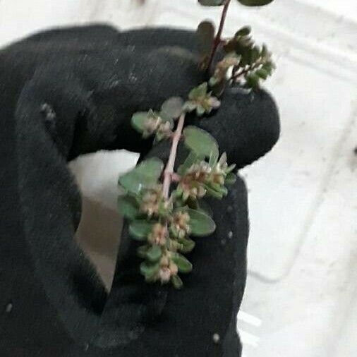 Euphorbia prostrata Blad