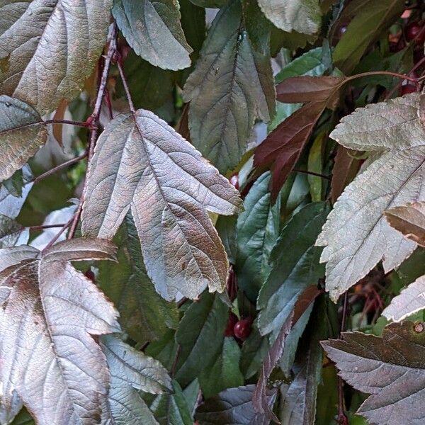 Malus toringo Leaf