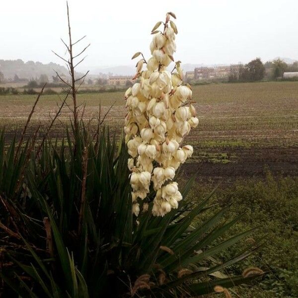 Yucca gloriosa Συνήθη χαρακτηριστικά