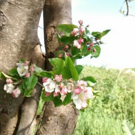 Malus sylvestris Квітка