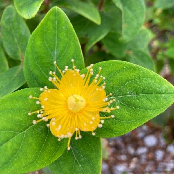 Hypericum × inodorum ᱵᱟᱦᱟ