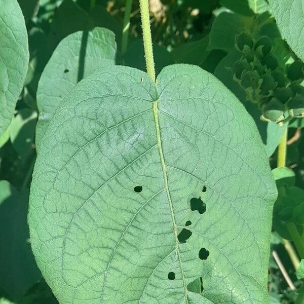 Solanum abutiloides Leaf