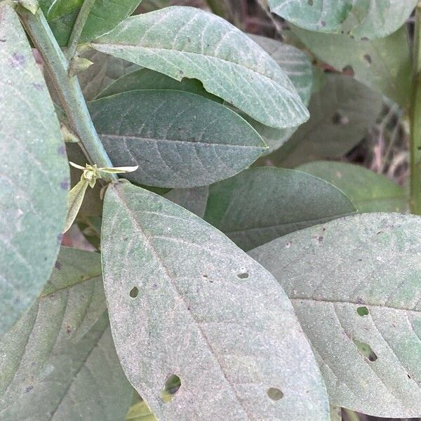 Crotalaria spectabilis पत्ता