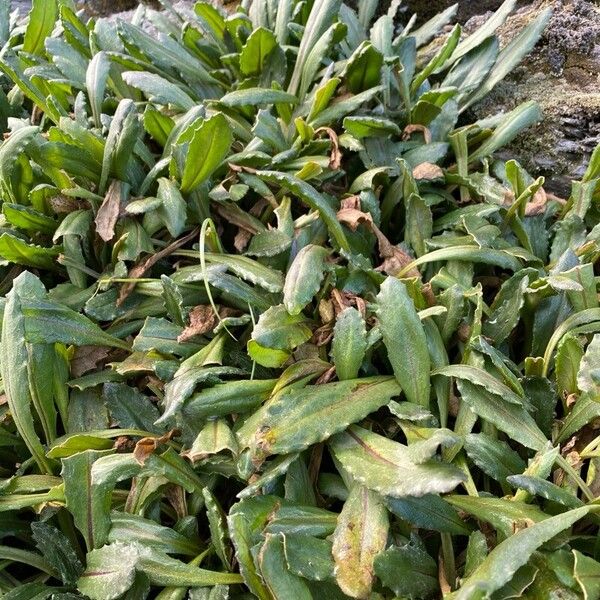 Culcitium serratifolium Blatt