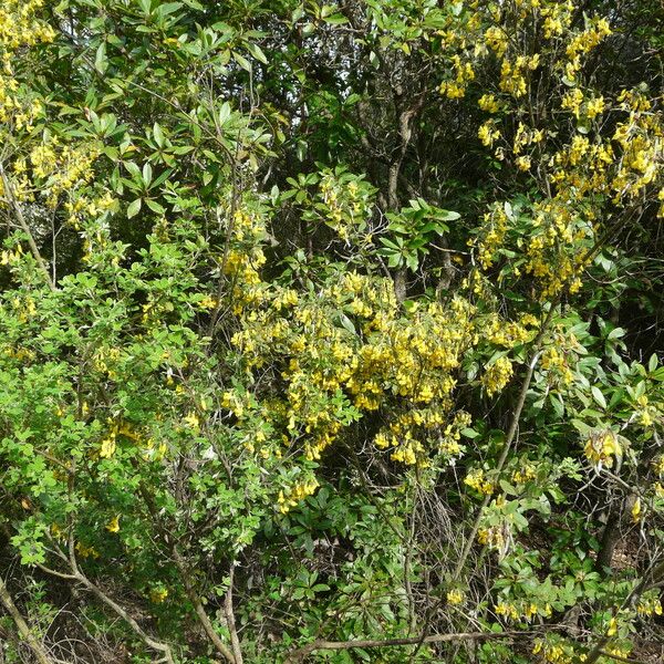 Cytisus villosus Staniste