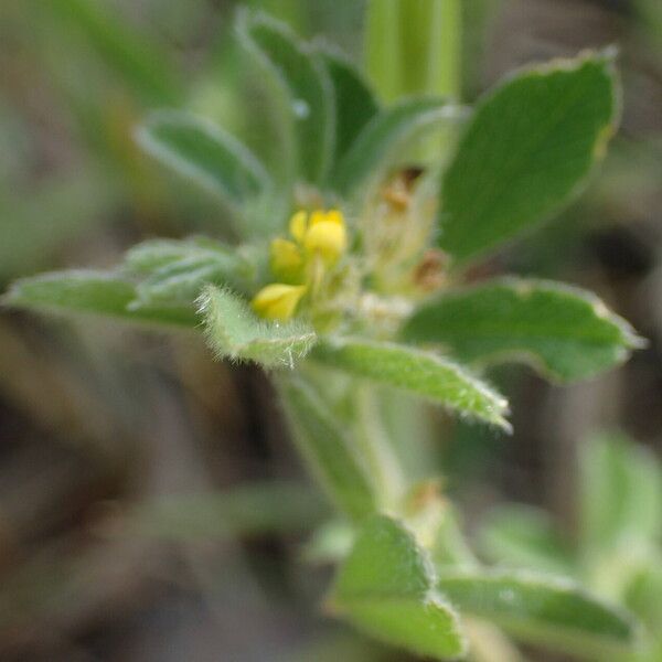 Medicago minima Flower