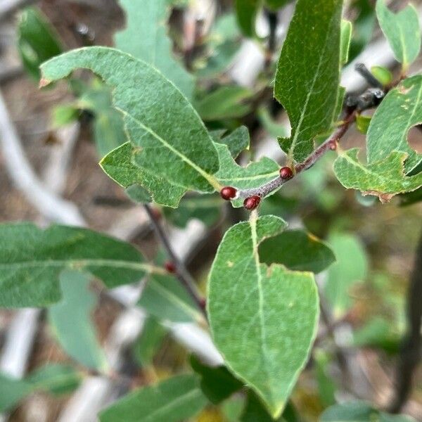 Salix glauca Inny