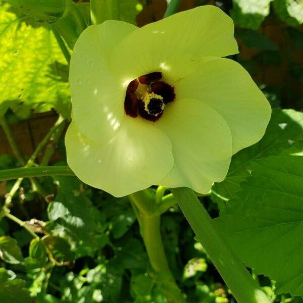 Abelmoschus esculentus Fiore