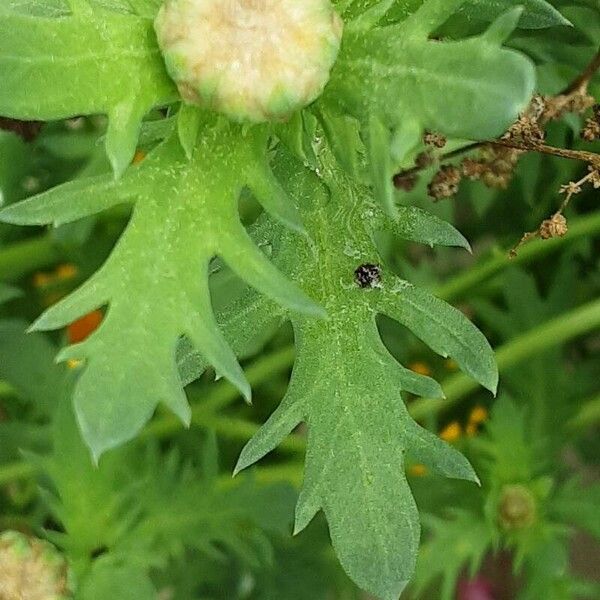 Glebionis segetum Leaf