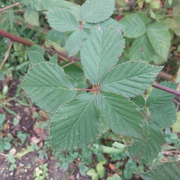 Rubus gratus Leaf