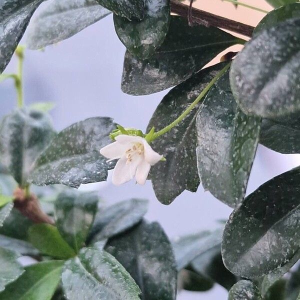 Ehretia microphylla Õis