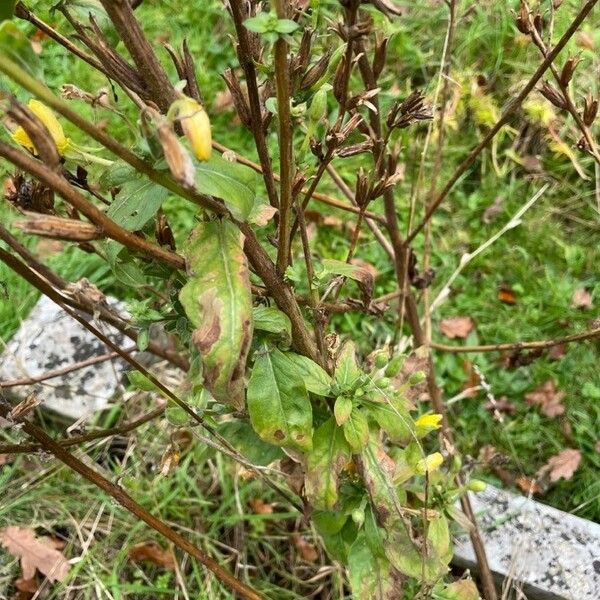 Oenothera biennis 葉