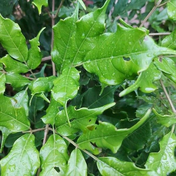 Sambucus racemosa Leaf