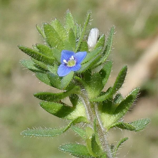 Veronica arvensis Cvet