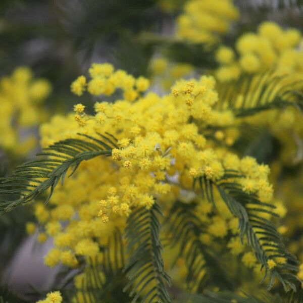 Acacia decurrens Kwiat