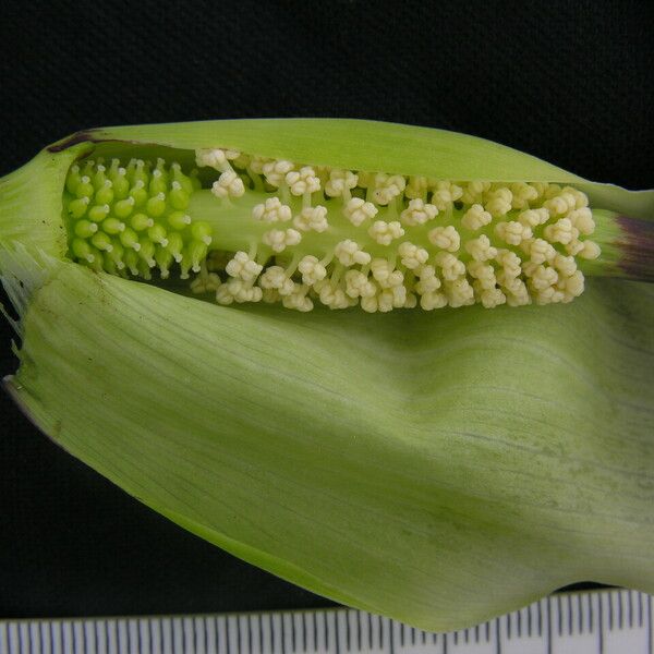 Arisaema tortuosum Floro