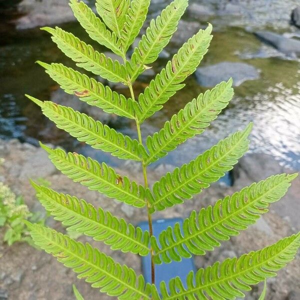 Pteris tripartita Blatt