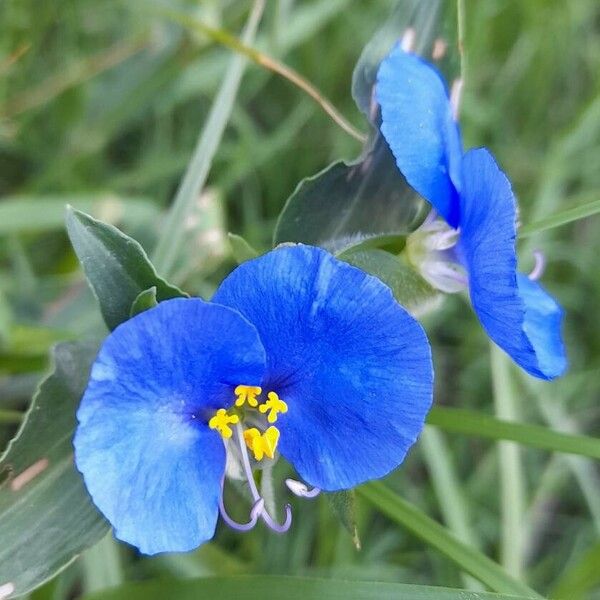 Commelina erecta Flor