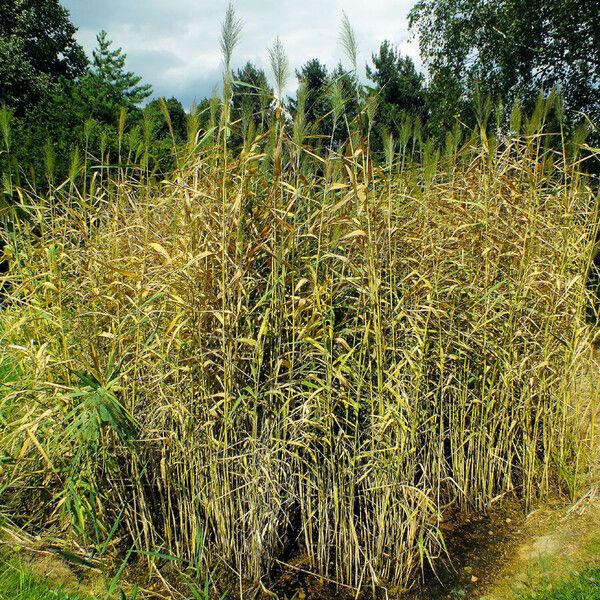 Phragmites australis Staniste