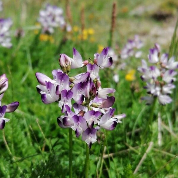 Astragalus alpinus Flor