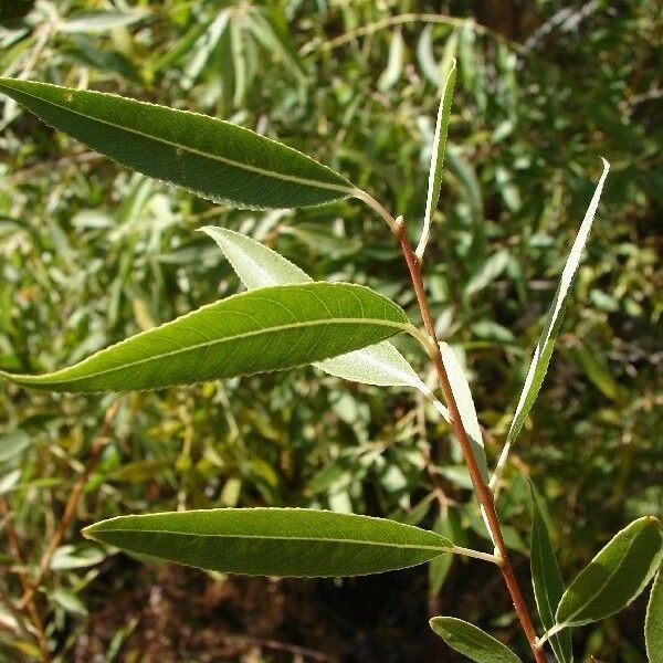 Salix amygdaloides Leaf