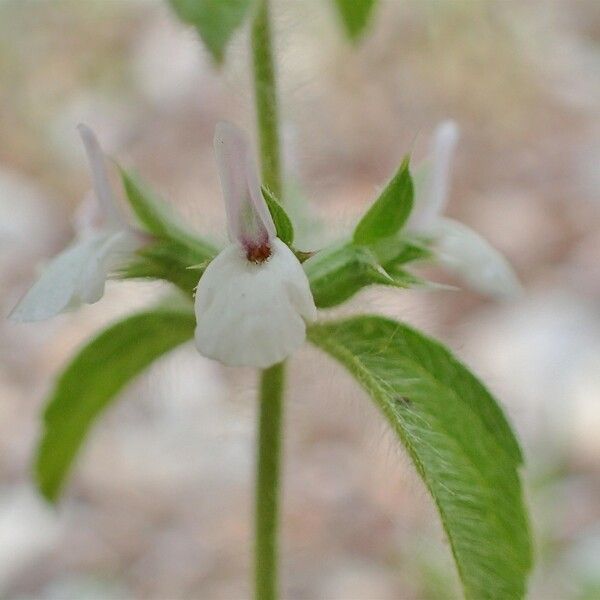 Sideritis romana 花