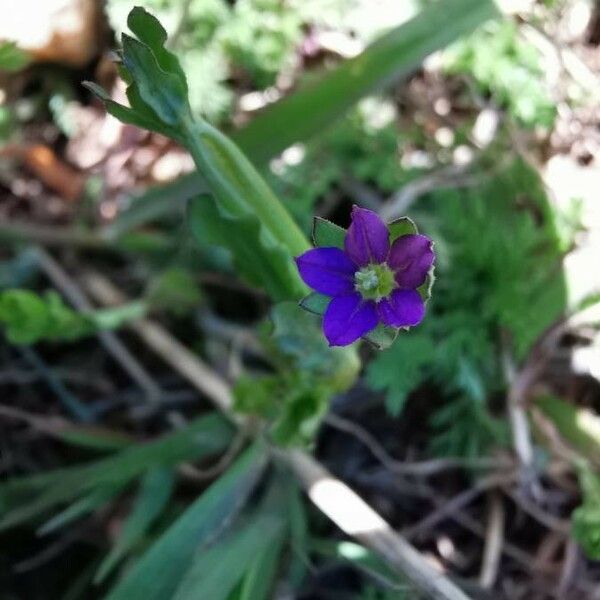 Legousia hybrida 花