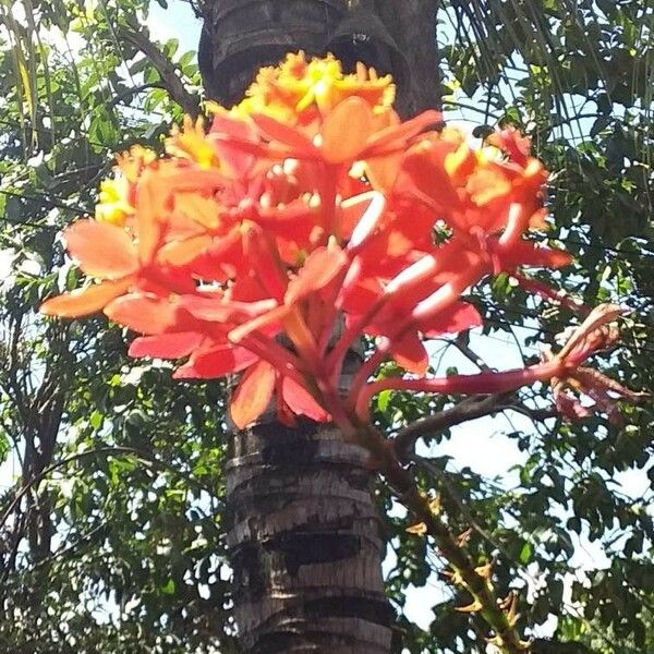 Saraca indica Flower