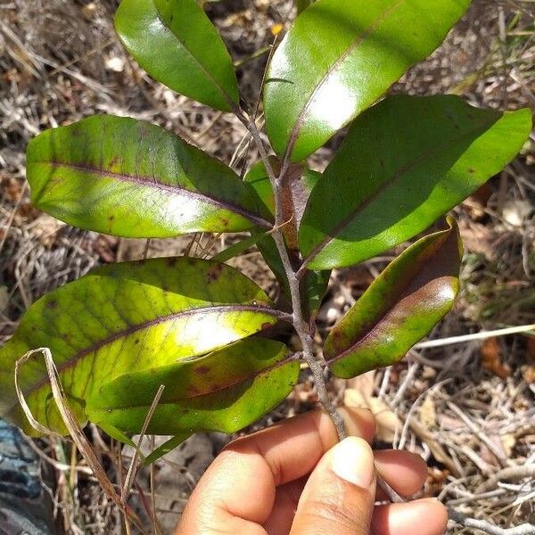 Diospyros borbonica Folio