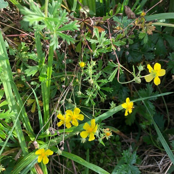 Potentilla inclinata Žiedas