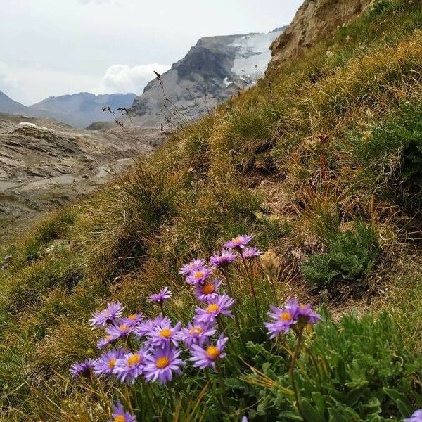 Aster amellus Virág