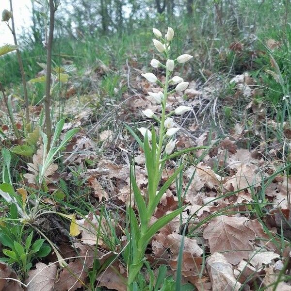Cephalanthera longifolia Blomst