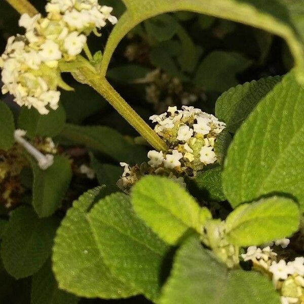 Lippia origanoides Цвят