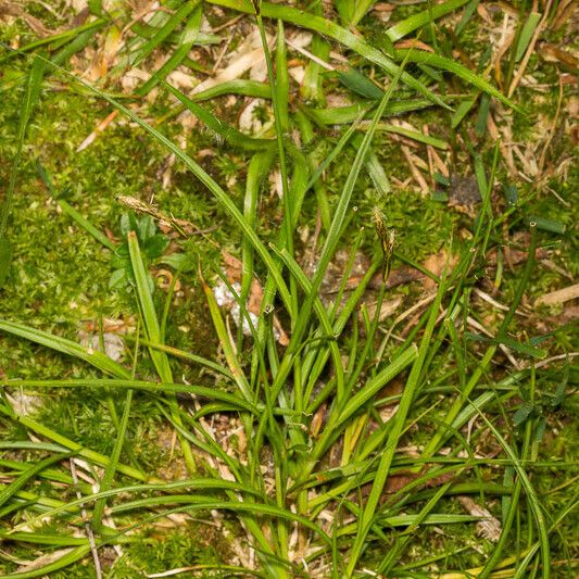 Carex leporina Habitus