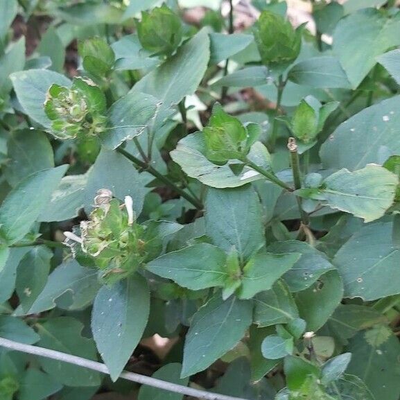 Blechum pyramidatum Flower