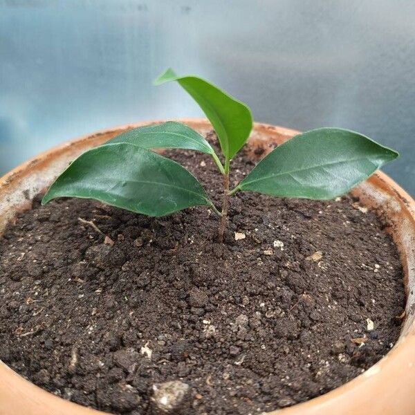 Ficus microcarpa Fulla