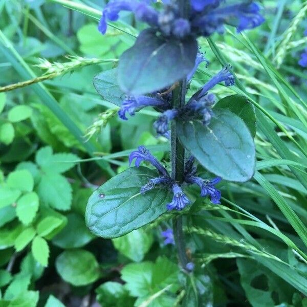 Ajuga reptans Leaf