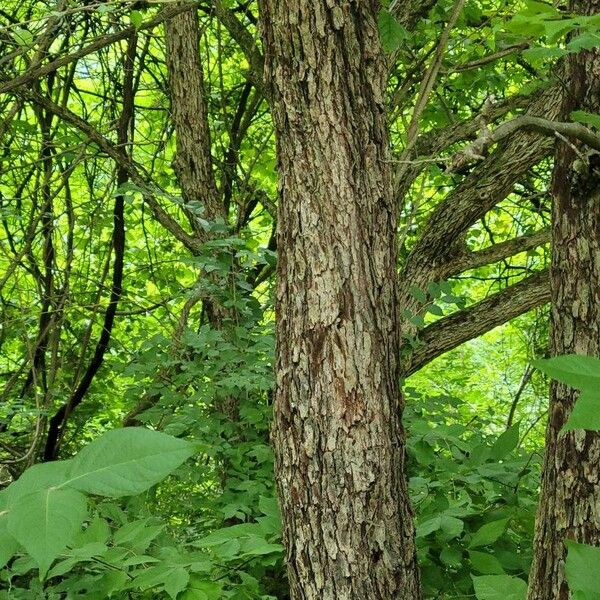 Crataegus coccinea Bark