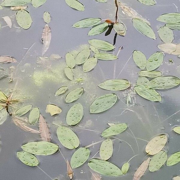 Potamogeton natans Leaf