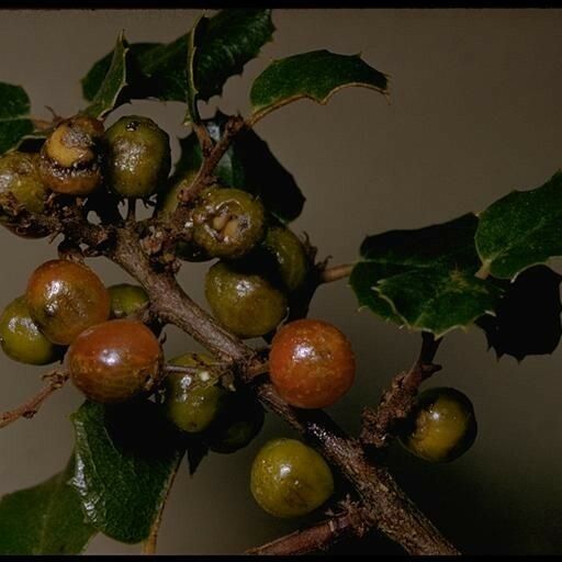 Rhamnus crocea Fruchs