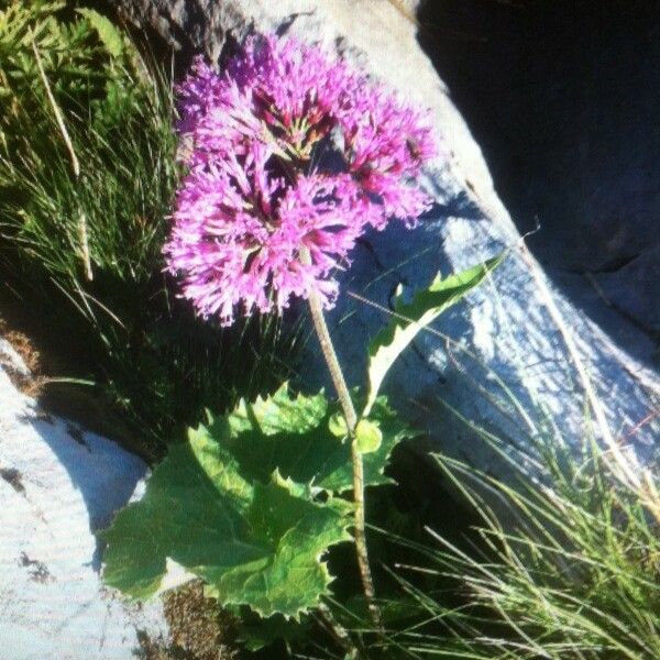 Adenostyles alpina Flor