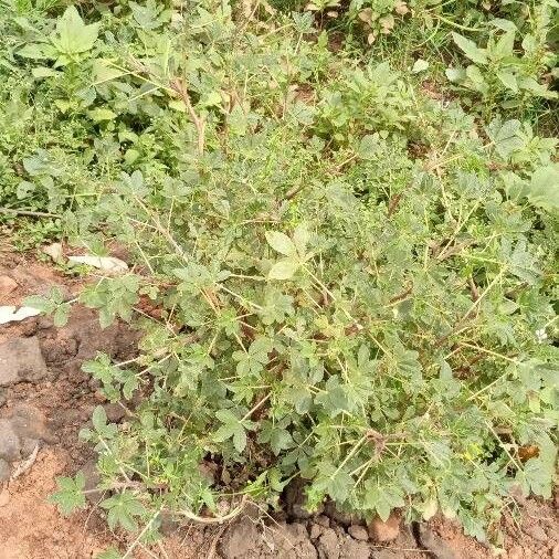 Cleome gynandra Levél