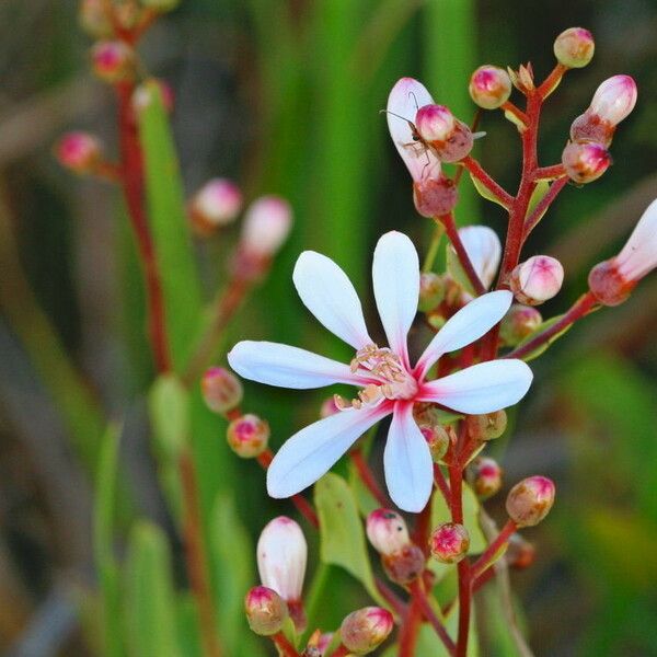 Bejaria racemosa Floare