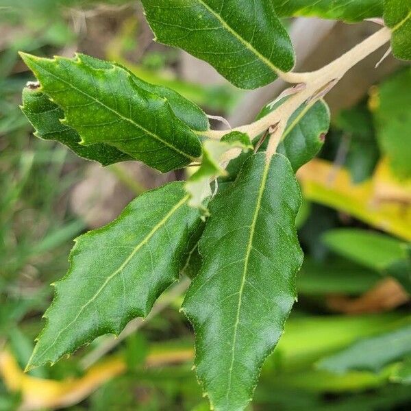 Quercus trojana Liść