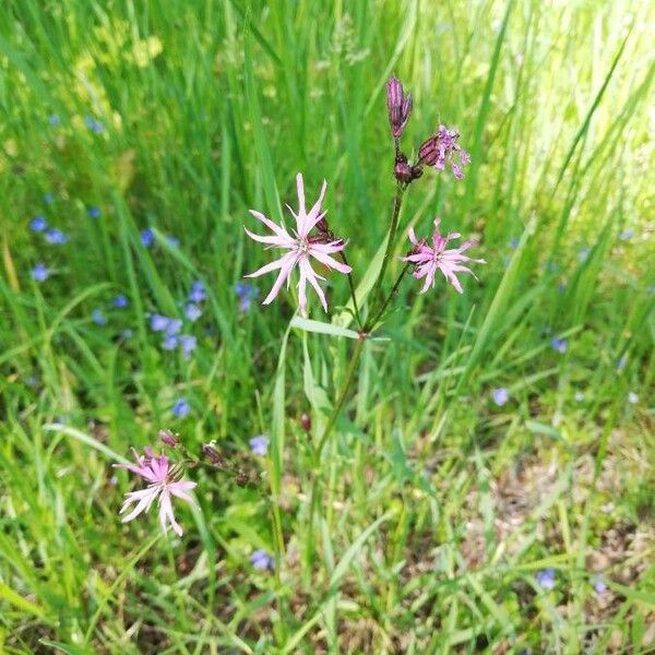 Crupina vulgaris ফুল